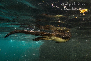 Marine Iguana, Punta Vicente Roca Galapagos by Alejandro Topete 